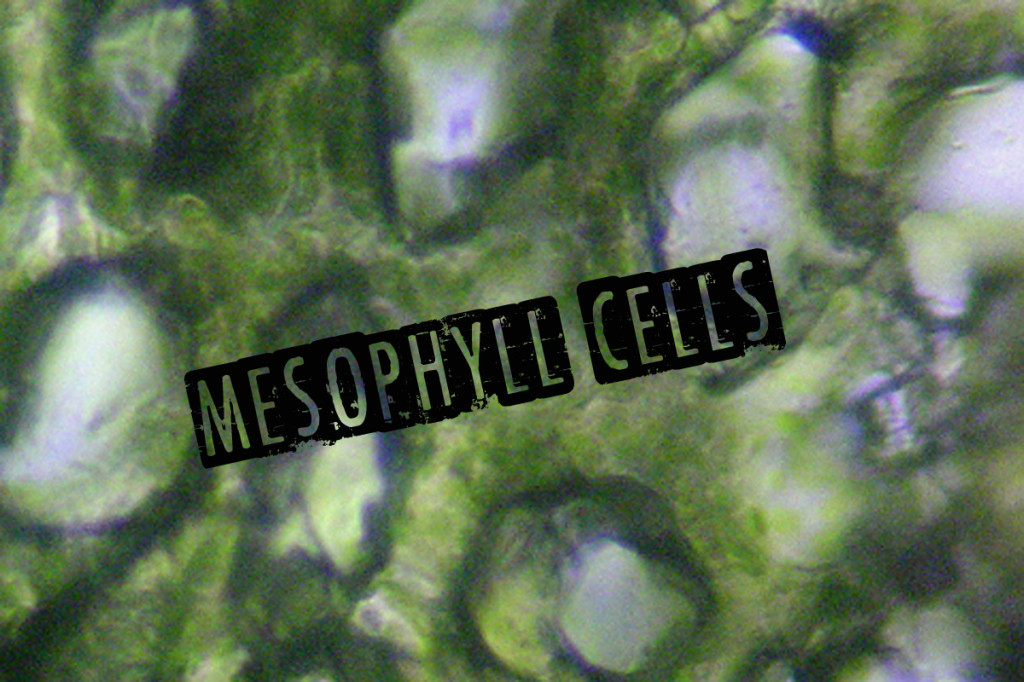 Leaf_spongy_mesophyll