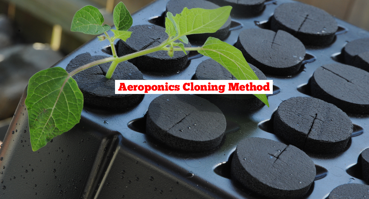 Aeroponics Cloning - GROZINE