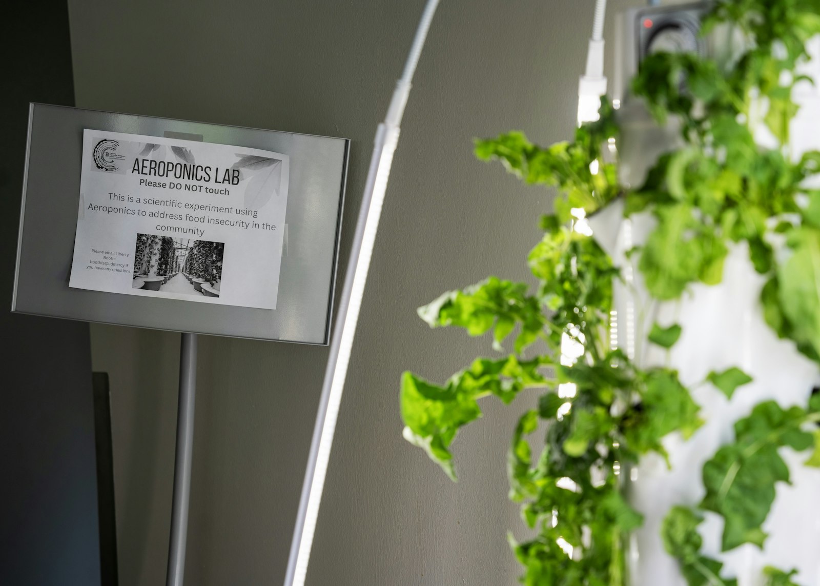 Olla has been working to develop the Detroit Mercy Center for Augmenting Intelligence in Urban Health, which he describes as a “solutions hub” that will use technology and artificial intelligence to address community health care needs. The aeroponics garden is a small example of how this can be done, Olla explained.