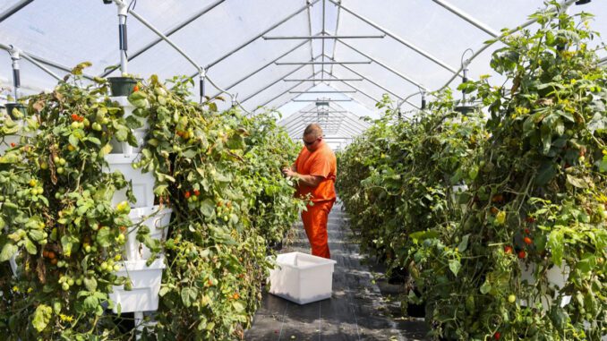 jail hydroponics farming